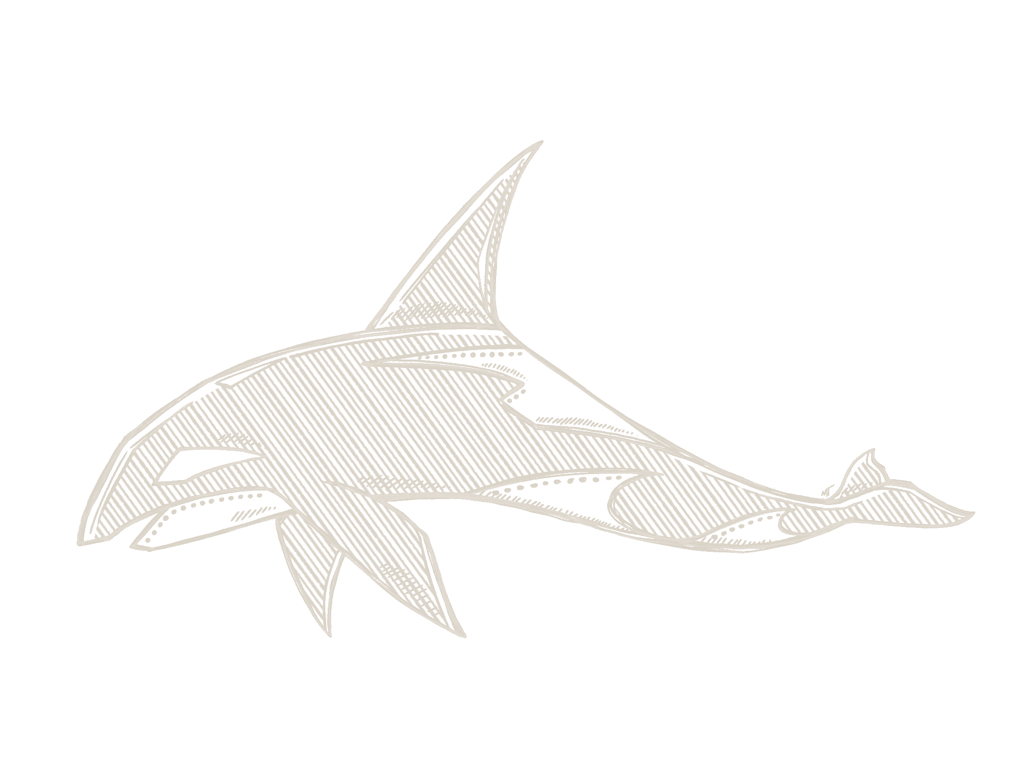Killer Whale